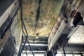 Best Mold Damage Restoration  in Scottsville, NY